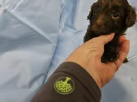 Chai, a male Poodle - Miniature  and Miniature Aussiedoodle for sale in Maryville, TN – 9 of 9