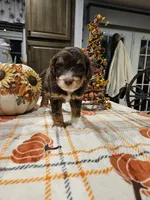 Copper, a male Miniature Australian Shepherd and Miniature Aussiedoodle for sale in Maryville, TN – 7 of 9