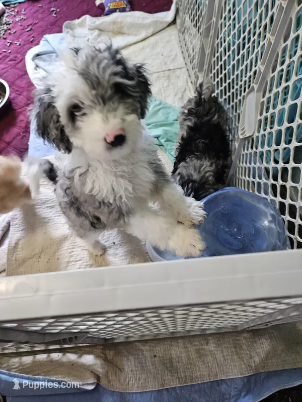 Latte – Poodle - Miniature , Miniature Aussiedoodle puppy for sale in Maryville, TN