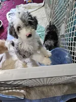 Latte, a male Poodle - Miniature  and Miniature Aussiedoodle for sale in Maryville, TN – 1 of 9