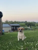 Leo, a male Jack Russell Terrier and Pug for sale in New Holland, PA – 3 of 4