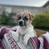 Leo, a male Jack Russell Terrier and Pug for sale in New Holland, PA – 2 of 4