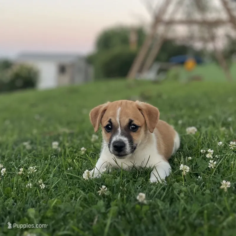 Leo – Jack Russell Terrier, Pug puppy for sale in New Holland, PA