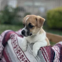 Leo, a male Jack Russell Terrier and Pug for sale in New Holland, PA – 4 of 4