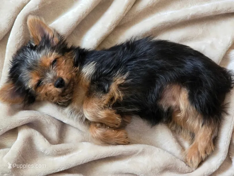 Rita Girl – Yorkshire Terrier puppy for sale in Chula Vista, CA