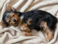 Rita Girl, a female Yorkshire Terrier for sale in Chula Vista, CA – 1 of 5