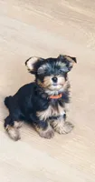 Arlo , a male Yorkshire Terrier for sale in Chula Vista, CA – 1 of 2