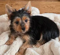 Rita, a female Yorkshire Terrier for sale in Chula Vista, CA – 3 of 4