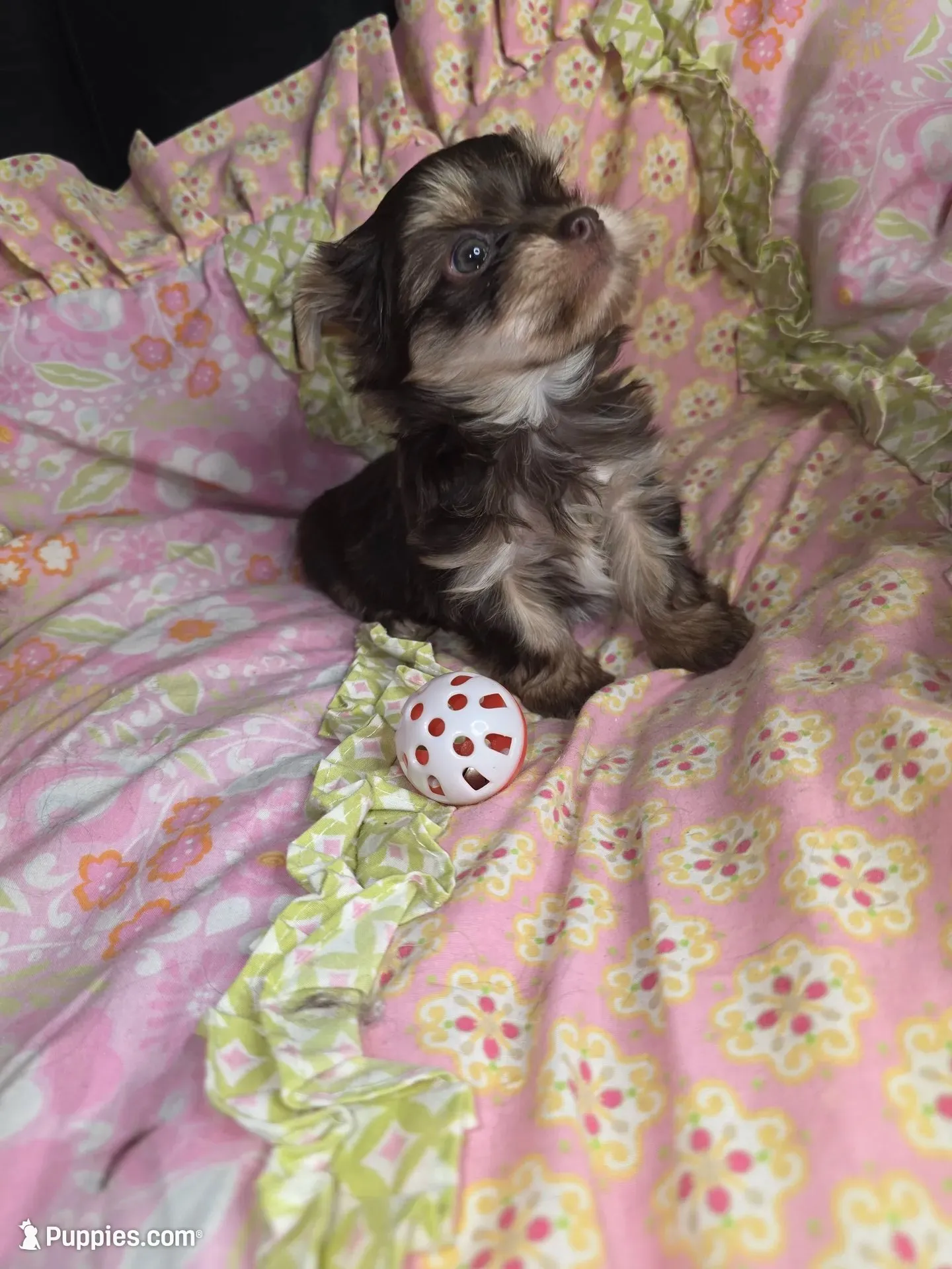 Archie, a male Yorkshire Terrier for sale in Imperial Beach, CA – 2 of 5