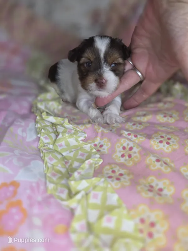 Miles – Yorkshire Terrier puppy for sale in Imperial Beach, CA