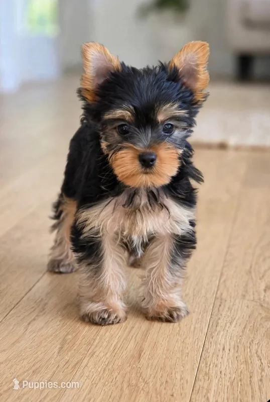 Cersei – Yorkshire Terrier puppy for sale in Chula Vista, CA