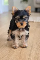 Cersei, a female Yorkshire Terrier for sale in Chula Vista, CA – 2 of 7