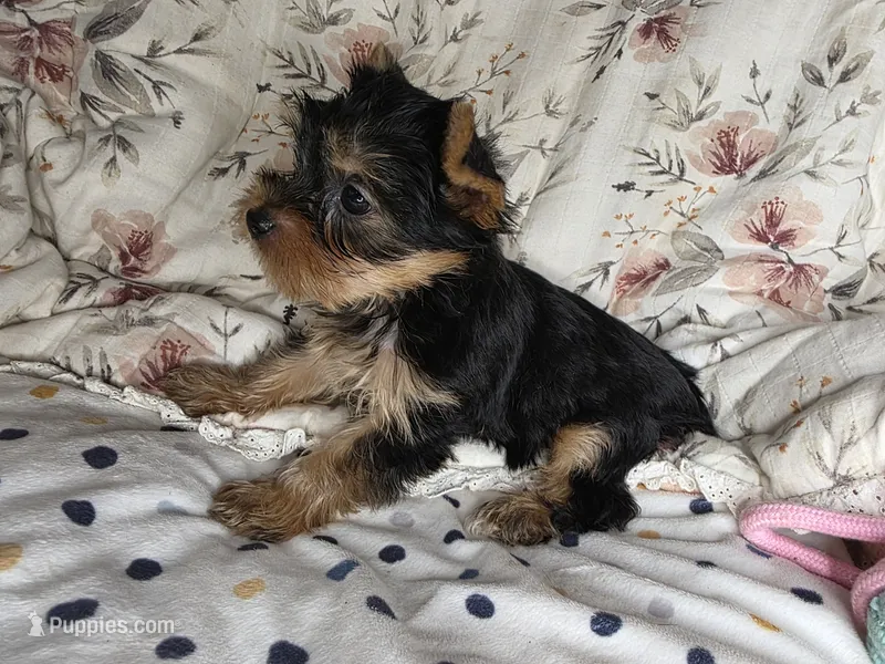 Cersei – Yorkshire Terrier puppy for sale in Chula Vista, CA