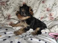 Cersei, a female Yorkshire Terrier for sale in Chula Vista, CA – 1 of 5