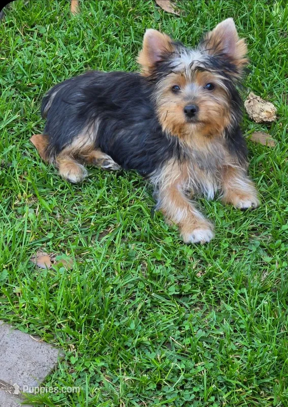 Levi – Yorkshire Terrier puppy for sale in Chula Vista, CA