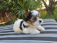 Enzo, a male Yorkshire Terrier for sale in Chula Vista, CA – 3 of 5