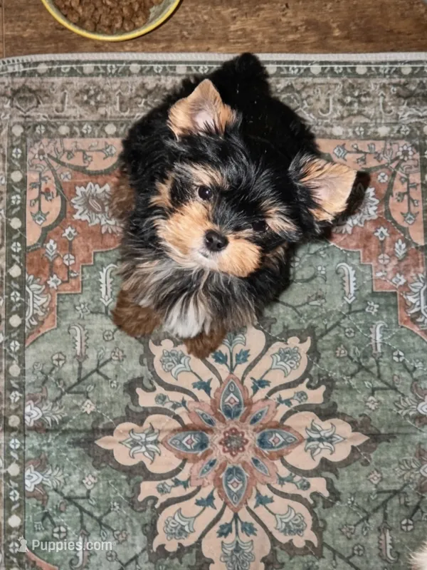 Chip – Yorkshire Terrier puppy for sale in Chula Vista, CA