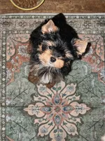 Chip, a male Yorkshire Terrier for sale in Chula Vista, CA – 1 of 1