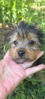 Levi, a male Yorkshire Terrier for sale in Chula Vista, CA – 8 of 9