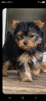 Alfea, a female Yorkshire Terrier for sale in Chula Vista, CA – 2 of 3