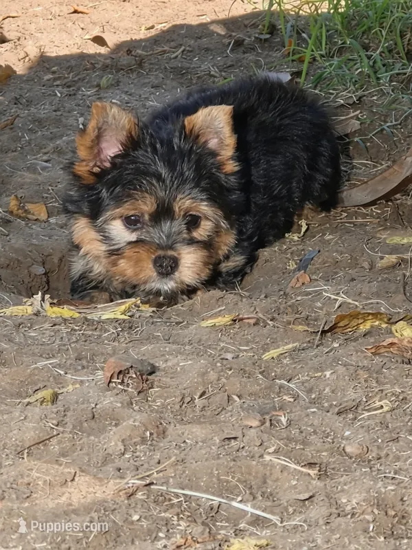 Cersei – Yorkshire Terrier puppy for sale in Chula Vista, CA