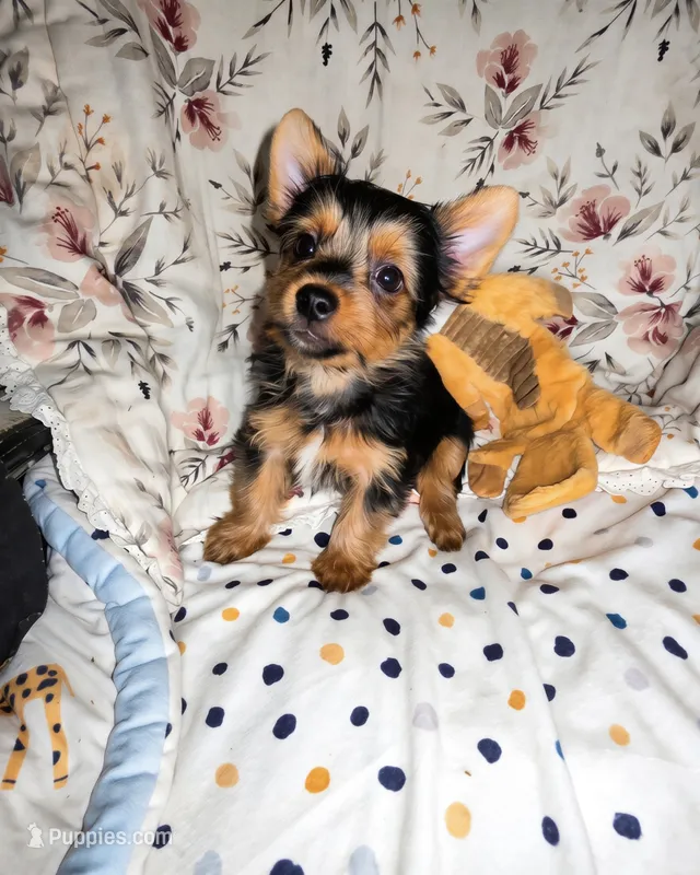 Tucker – Yorkshire Terrier puppy for sale in Chula Vista, CA