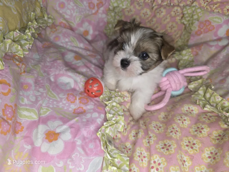 Lacey  – Yorkshire Terrier puppy for sale in Imperial Beach, CA