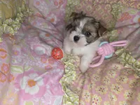 Lacey , a female Yorkshire Terrier for sale in Imperial Beach, CA – 4 of 5