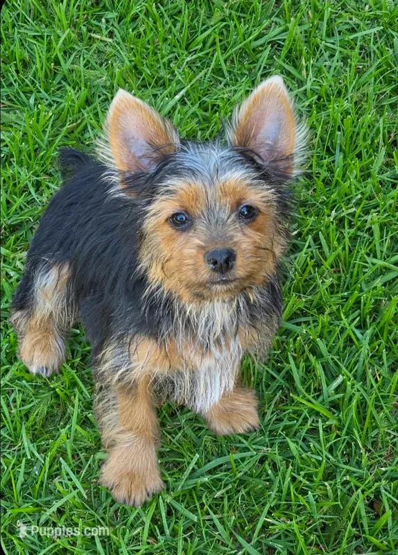 Tucker – Yorkshire Terrier puppy for sale in Chula Vista, CA