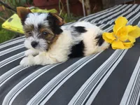 Enzo, a male Yorkshire Terrier for sale in Chula Vista, CA – 5 of 5