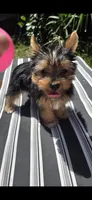 Levi, a male Yorkshire Terrier for sale in Chula Vista, CA – 7 of 9