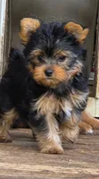 Alfie , a male Yorkshire Terrier for sale in Chula Vista, CA – 2 of 2
