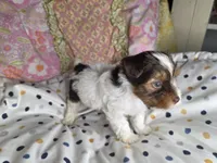 Miles, a male Yorkshire Terrier for sale in Imperial Beach, CA – 2 of 5