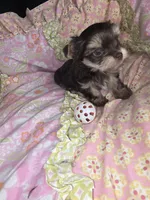 Archie, a male Yorkshire Terrier for sale in Imperial Beach, CA – 1 of 5