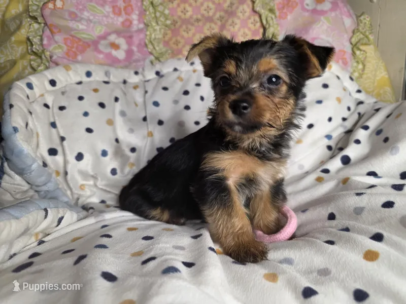 Tucker – Yorkshire Terrier puppy for sale in Chula Vista, CA