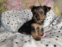 Tucker, a male Yorkshire Terrier for sale in Chula Vista, CA – 1 of 4
