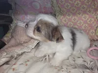 Violet , a female Yorkshire Terrier for sale in Imperial Beach, CA – 3 of 4