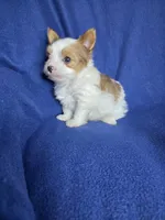 Blue, a male Yorkshire Terrier for sale in Imperial Beach, CA – 3 of 4