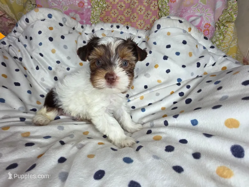 Miles – Yorkshire Terrier puppy for sale in Imperial Beach, CA