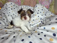 Miles, a male Yorkshire Terrier for sale in Chula Vista, CA – 1 of 6