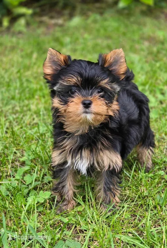 Ziggy – Yorkshire Terrier puppy for sale in Chula Vista, CA