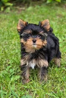 Ziggy, a male Yorkshire Terrier for sale in Chula Vista, CA – 1 of 2