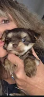 Archie, a male Yorkshire Terrier for sale in Imperial Beach, CA – 5 of 5