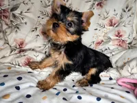 Cersei, a female Yorkshire Terrier for sale in Chula Vista, CA – 2 of 5