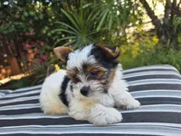 Enzo, a male Yorkshire Terrier for sale in Chula Vista, CA – 2 of 5
