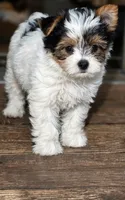Luna, a female Yorkshire Terrier for sale in Chula Vista, CA – 2 of 2