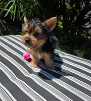 Levi, a male Yorkshire Terrier for sale in Chula Vista, CA – 2 of 9