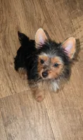 Tucker, a male Yorkshire Terrier for sale in Chula Vista, CA – 4 of 10