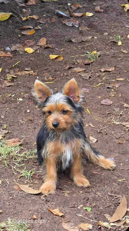 Tucker – Yorkshire Terrier puppy for sale in Chula Vista, CA