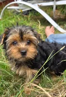 Dolly, a female Yorkshire Terrier for sale in Chula Vista, CA – 3 of 4